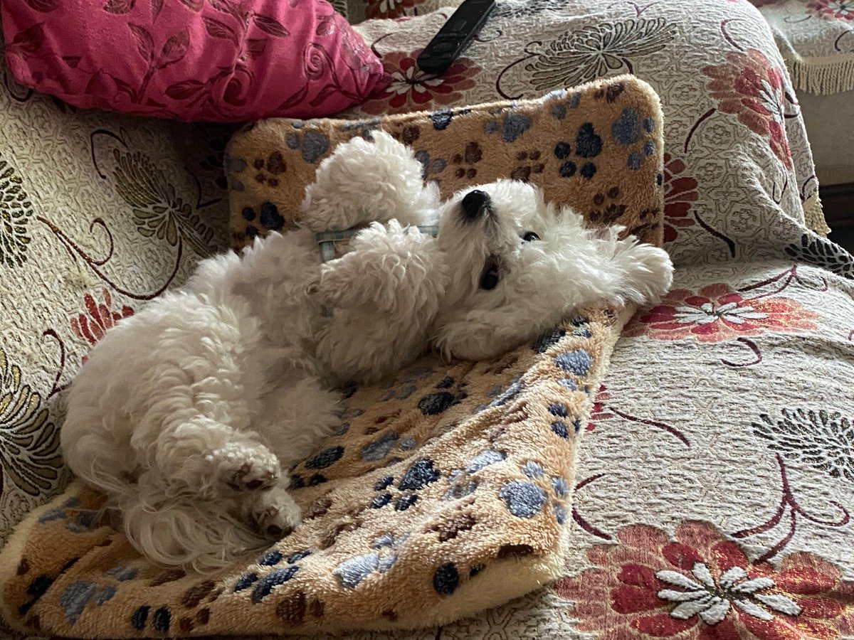 aislw097272's tweet photo. My pup just curled up on my lap with that soft, sleepy sigh—small moments of fluffy companionship make the whole week feel brighter https://t.co/GCSGiPzgJL