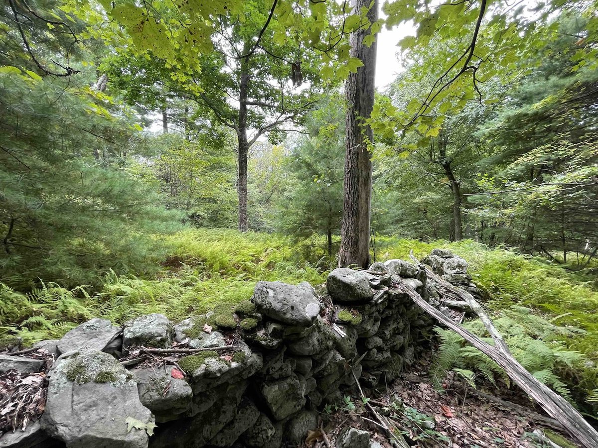 NYLandQuest's tweet photo. 10 acre BUILDING SITE in Ellenville NY.  Beautiful lot with the most picturesque forest floor of ferns throughout.  Build your new home or cabin.  Lots of wildlife signs present.  $215,000.  https://t.co/7Evl0Kky2X @NYLandQuest #buildingsite #hudsonvalley #nylandforsale https://t.co/xjwpRb9oS9