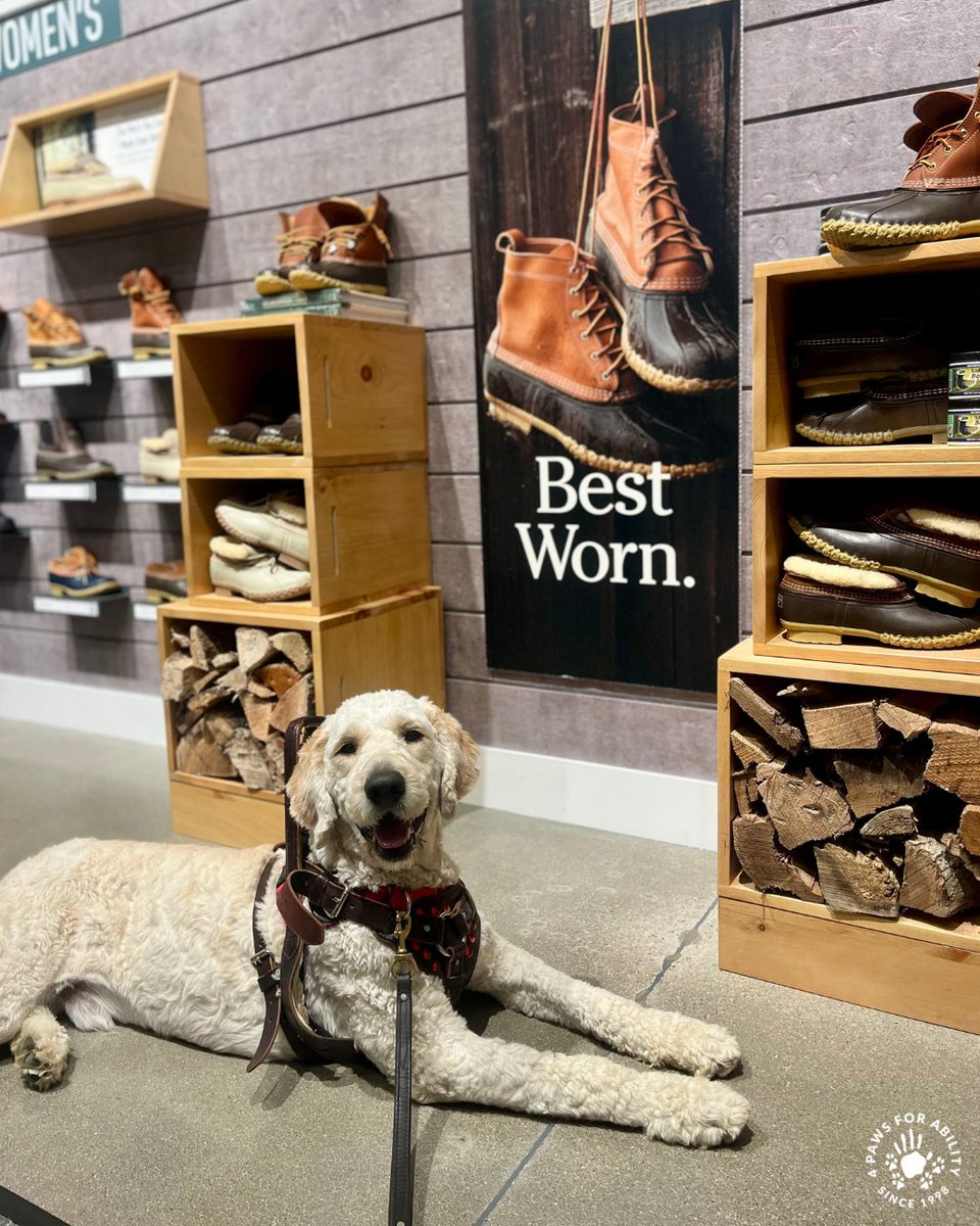 4PawsForAbility's tweet photo. We are proud to celebrate the incredible, life-changing bond between humans and service dogs this #NationalServiceDogMonth. 

Since 1998, over 2,000 lives have been changed thanks to the incredible work of our service dogs. To join our mission, visit https://t.co/J00piPY7u1 https://t.co/2FSo02Ftvc