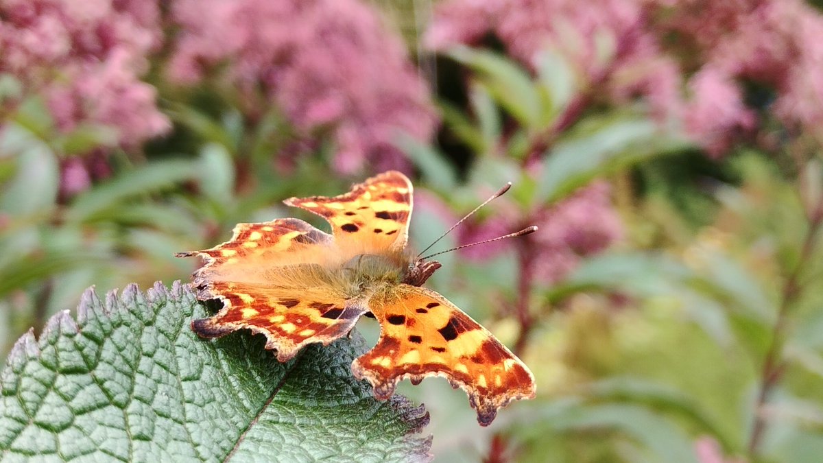 s4r4h_l's tweet photo. It's a #butterfly day! ๐คฉ๐๐๐ฆ Very heavy showers interspersed with sunshine... Thankfully my lunch walk was just after a shower, so this beautiful #comma was drying back out of a leaf, all fluffed up! @savebutterflies #butterflies #Lancashire #InsectThursday https://t.co/yQQKnhPPlI