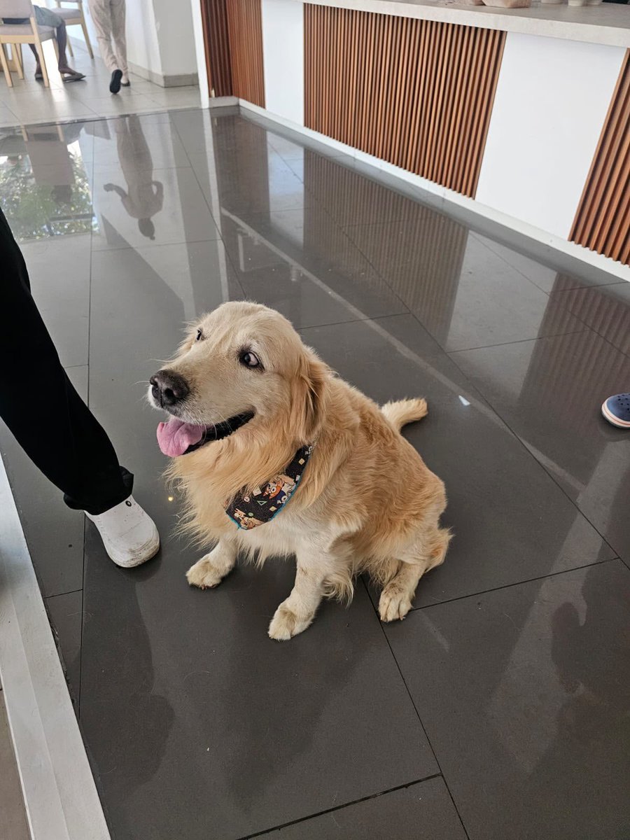 LAMONJACALI's tweet photo. Bendita! ‼️Aviso parroquial ‼️. Este perrito llegó al hotel Lotto Boutique en Ciudad Jardín en la Carrera 105, abajo de la iglesia de la Transfiguración. Si alguien lo conoce o sus dueños allí está  resguardado. 
Info: 3014907323 
@AnimalesCali https://t.co/dqo2hqWZP1