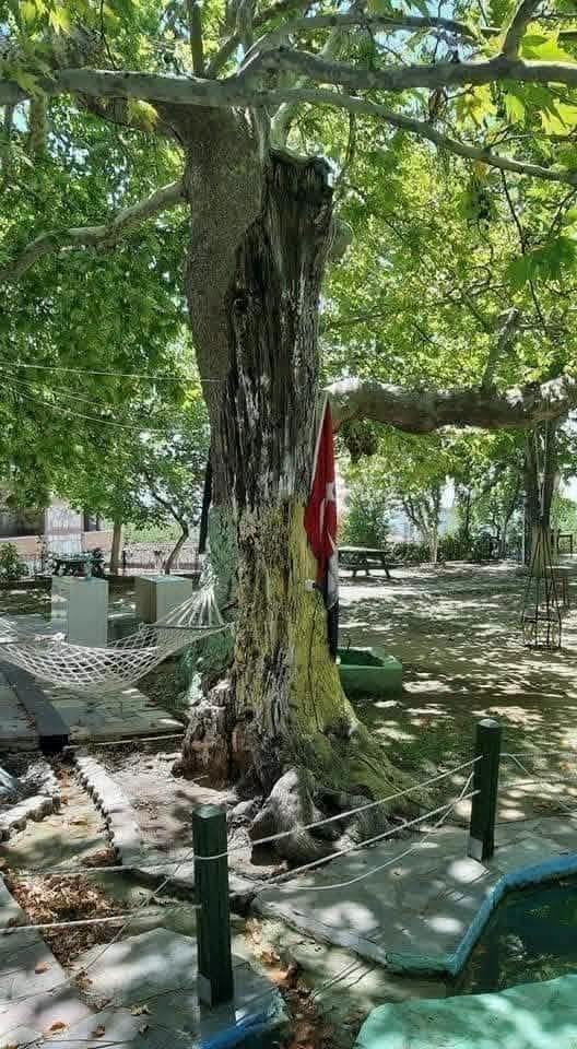 Bandral11's tweet photo. Yıl 1934 Mustafa Kemal Atatürk; siroza yeni yakalanmış, doktorunun tavsiyesi üzerine, Edremit’e gelmiştir… Kaymakam bey bu vahim durumu öğrenince; Gaziye dönüp…
– Paşam Çamlıbel Köyü’nde bir Şarlak -çağlayan var… Su sesi, bülbül sesi, asırlık çınarları ve havası mükemmeldir, izniniz olursa sizi yarın orada ağırlayalım. Der.. Gazi Mustafa Kemal; bu içten daveti kabul eder. O sırada kaymakamın yaveri, kaymakamın kulağına eğilir ve
– Efendim bir ay önce Şarlaka yıldırım düştü.. Ağaçlardan biri adeta kömür oldu… O yanan ağacı ne yapalım? Der… Kaymakam.
– Yarın o ağacı kesin. Der… Ertesi gün olur, dört tahtacı baltalarını biler, yıldırım düşen çınar ağacının yanına gelirler.. Bakarlar ki; Gazi ve yanındakiler, sabahın erken vaktinde; yıldırım düşen o çınar ağacının dibinde; bir semaver çay demlemiş, çay içiyorlar.. Gazi gelen baltacıları görünce, onlara ne amaçla; Şarlaka geldiklerini sorar… Baltacılar, yıldırım düşen yaşlı çınar ağacını kesmeye geldiklerini söylerler…
Bunun üzerine; Gazi Mustafa Kemal Atatürk..
– Ben yaşadığım sürece, bu çınara dokunmayın efendiler, mamafih benden sonra yeşermezse bu çınar… O vakit onu kesersiniz. der… Baltacılar sessizce şarlaktan ayrılırlar… Gazi sırtını yanık çınara verir ve denize bakarken, yanındakilere dönüp…
– Manzara gemlikten bakınca Marmara Denizi’ne benziyor.. Annem beni Marmara denizi gözlüm diye severdi.. Der. Onun bu sözlerini duyan bir yaver, hemen not alır ve bu notunu mimar oğluna iletir…
İki yıl sonra; Gazi yeniden Şarlak'a geldiğinde; bir bakar… Yıldırım düşen o çınar yeşermiş…
Şarlak  - çağlayanın önüne Marmara denizi haritasından, bir havuz yapılmıştır…