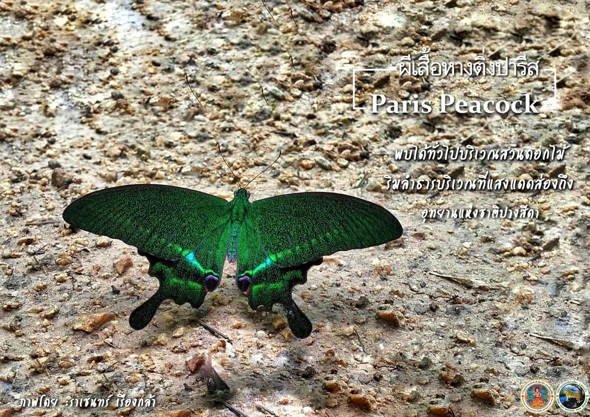 pr_prdnp's tweet photo. ยลโฉม "ผีเสื้อหางติ่งปารีส" (Paris Peacock) 🦚🦋 อัญมณีมีปีกแห่งพงไพร! ปีกกางกว้าง 10-13 ซม. โดดเด่นด้วยเกล็ดปีกสีเขียวมรกตและแถบสีฟ้าอมเขียว สะดุดตาคล้ายหางนกยูง ✨ พบได้ตามป่าสมบูรณ์ มาร่วมอนุรักษ์ธรรมชาติกันครับ 💚
#ผีเสื้อหางติ่งปารีส #กรมอุทยานแห่งชาติ https://t.co/cmgKt6mIeR
