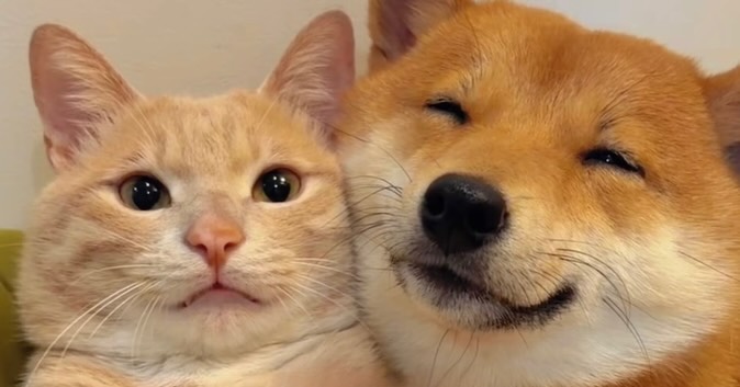 catsdotjpg's tweet photo. https://t.co/QdQZ19oH2w