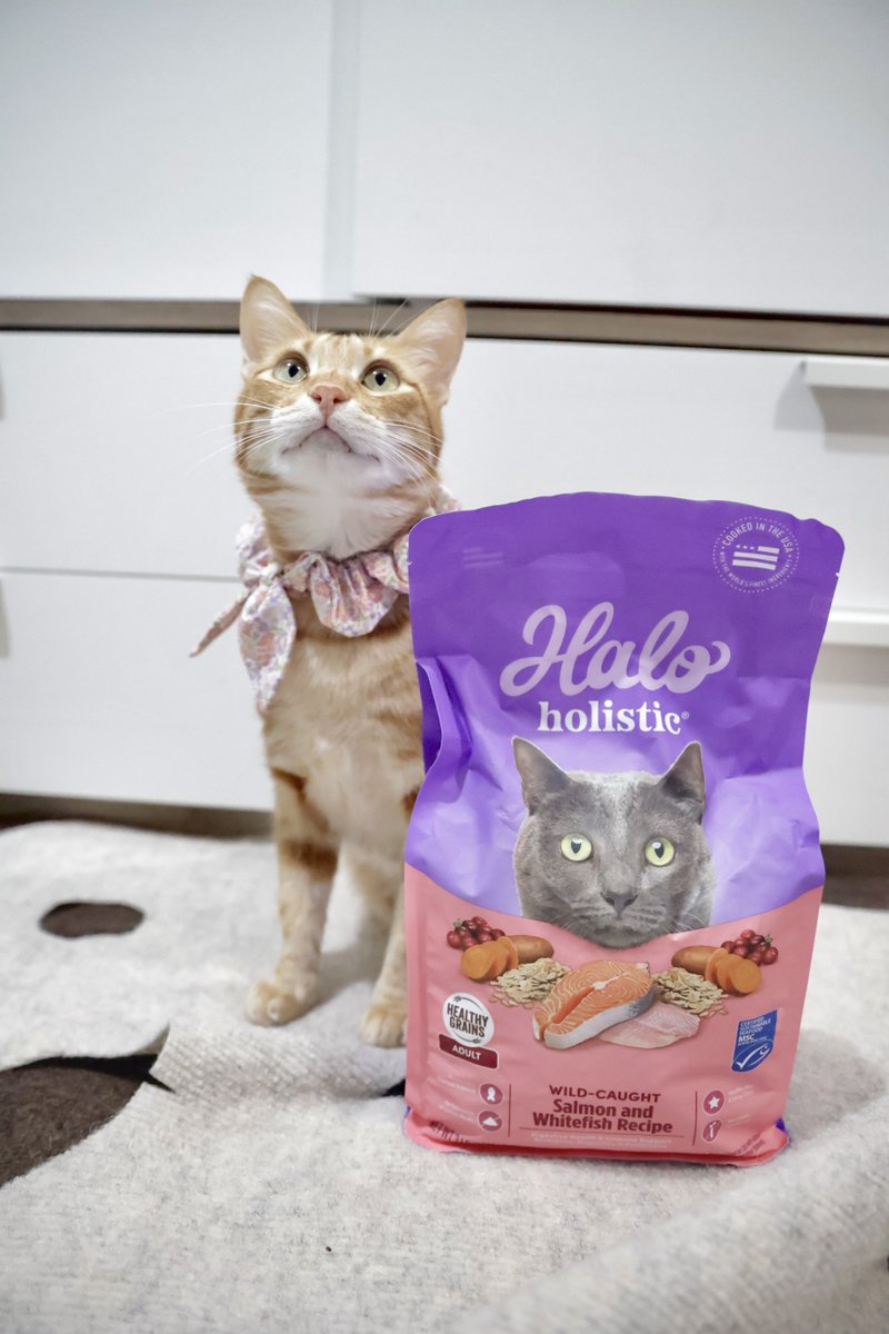 halopets's tweet photo. wild-caught salmon. real whitefish. never meat meal. when the ingredients match the marketing, we’re happy to let our customers do the talking. 💜

see exactly what goes into our holistic salmon &amp; whitefish cat food at https://t.co/aJEWm6vaiB. https://t.co/LrXAIc6tJM