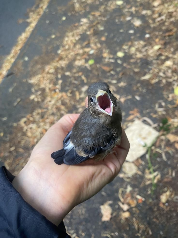 tired_ibis's tweet photo. WHY ARE YOU YELLING🗣️🗣️‼️⁉️⁉️❓⁉️‼️‼️‼️⁉️🗣️🗣️🗣️🗣️🗣️‼️‼️‼️⁉️❓⁉️❓❓🗣️🗣️🗣️🗣️🗣️🗣️🗣️🗣️🗣️🗣️🗣️ https://t.co/jxYtf20oSD
