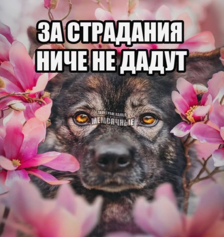 suigetsuushck's tweet photo. блондинка и её муж делают обои ,а я сижу убиваюсь под макулатуру.насколько это нищево? https://t.co/GlIYP0N0hh