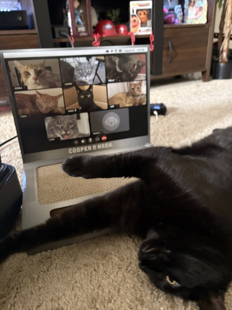notmybestwerk's tweet photo. economy so bad my cat had to get a job https://t.co/cLk2B4JKCW
