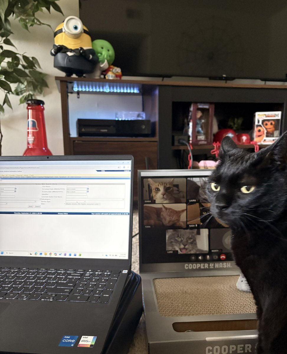 notmybestwerk's tweet photo. economy so bad my cat had to get a job https://t.co/cLk2B4JKCW