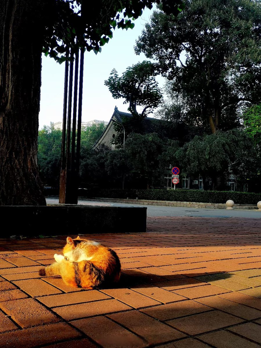 DevonaHass7qu's tweet photo. Quick street snap: the setting sun’s golden glow painting the old brick wall, with a stray cat napping on the wooden bench nearby, quiet and warm.， https://t.co/MwBlN0ZVue