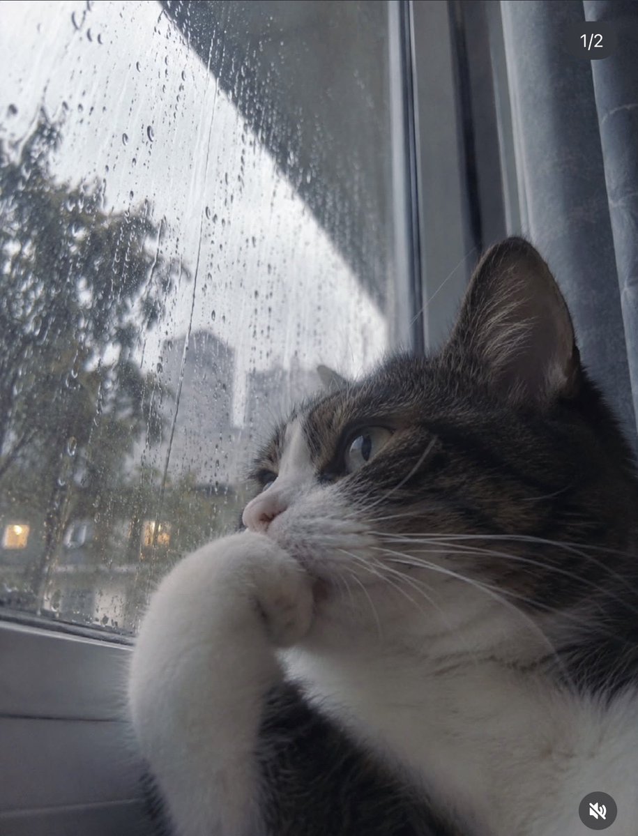 KatherineSkyx's tweet photo. May 88 years of bad luck come to those who ignore the thoughtful cat 🐾 https://t.co/PcxdyFVHI6