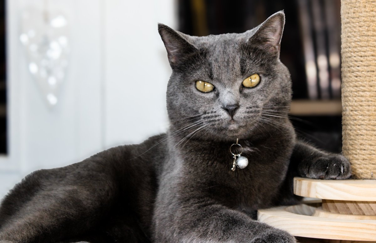 CSBeattiePhoto's tweet photo. Sassy cat 

#britishshorthair #cat #catsofx #catsoftwitter #kitten #sarcastic #sassy https://t.co/8FFKBadaNG
