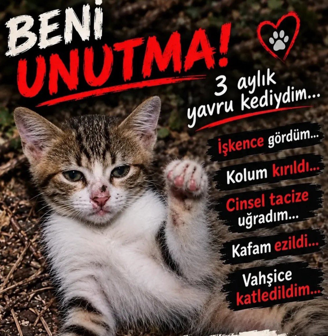 Eidolon2635's tweet photo. Doğa sadece bizim hakkımız değil; bütün canlıların hakkı.
Sokaklar yalnızca insanların değil, kedilerin, köpeklerin ve tüm canlıların da yaşam alanı.

Yaşam hakkı kutsaldır 

#CanlarınHesabıSorulsun https://t.co/OEEygBXaW1
