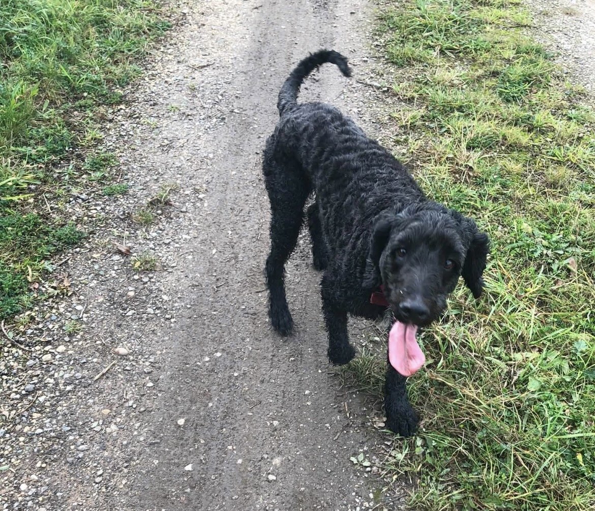 millypod1's tweet photo. ๐16 SEPT 2026 #Lost Scamp #ScanMe
ELDERLY Poodle: Standard Male
Cornfield #Pollington #DN14
#Goole East Riding of Yorkshire
He got lost on a walk in some farmers cornfields, heโs old and quite deaf and a bit blind, responds well to food
https://t.co/sDBfxdU5Pi https://t.co/u8j3G6KmUp
