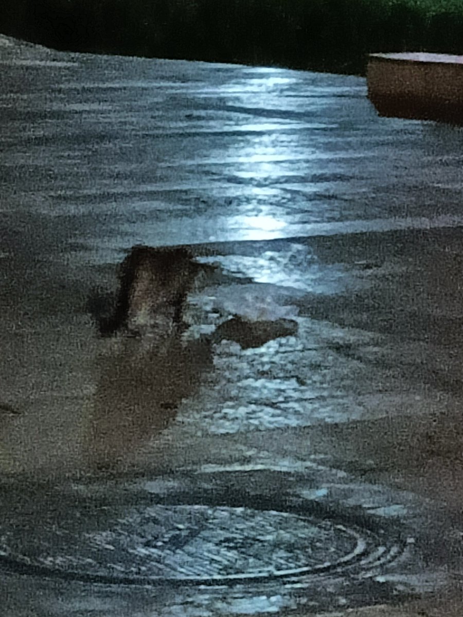 wajcxei's tweet photo. 甘粛省 白銀市白銀区猫 ちゃんだ 。 猫🐱🐱🐱🐱 https://t.co/UqrRBfJd1b