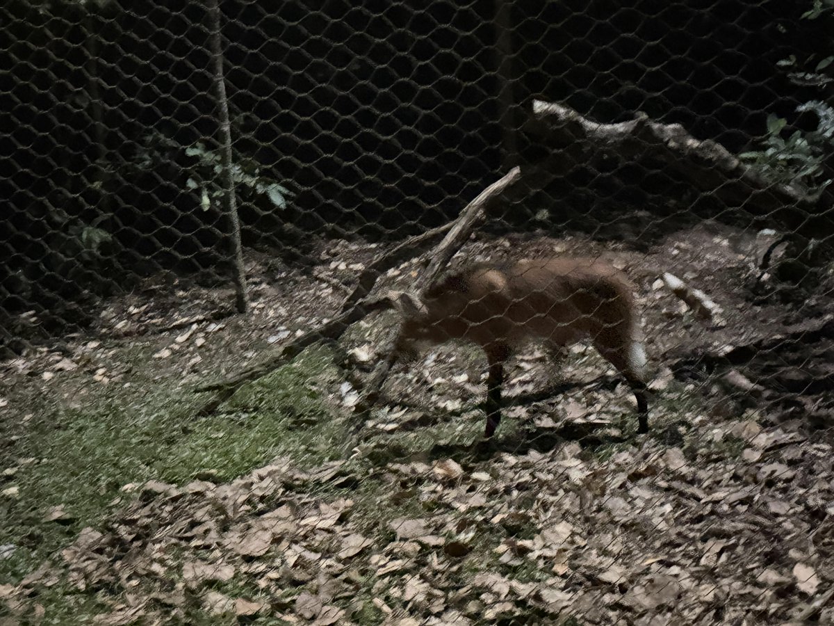 Mi3lima's tweet photo. The Night Safari was so much fun! https://t.co/DpfgesWsiV