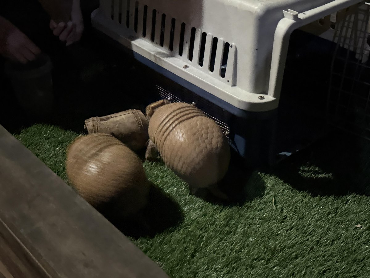 Mi3lima's tweet photo. The Night Safari was so much fun! https://t.co/DpfgesWsiV