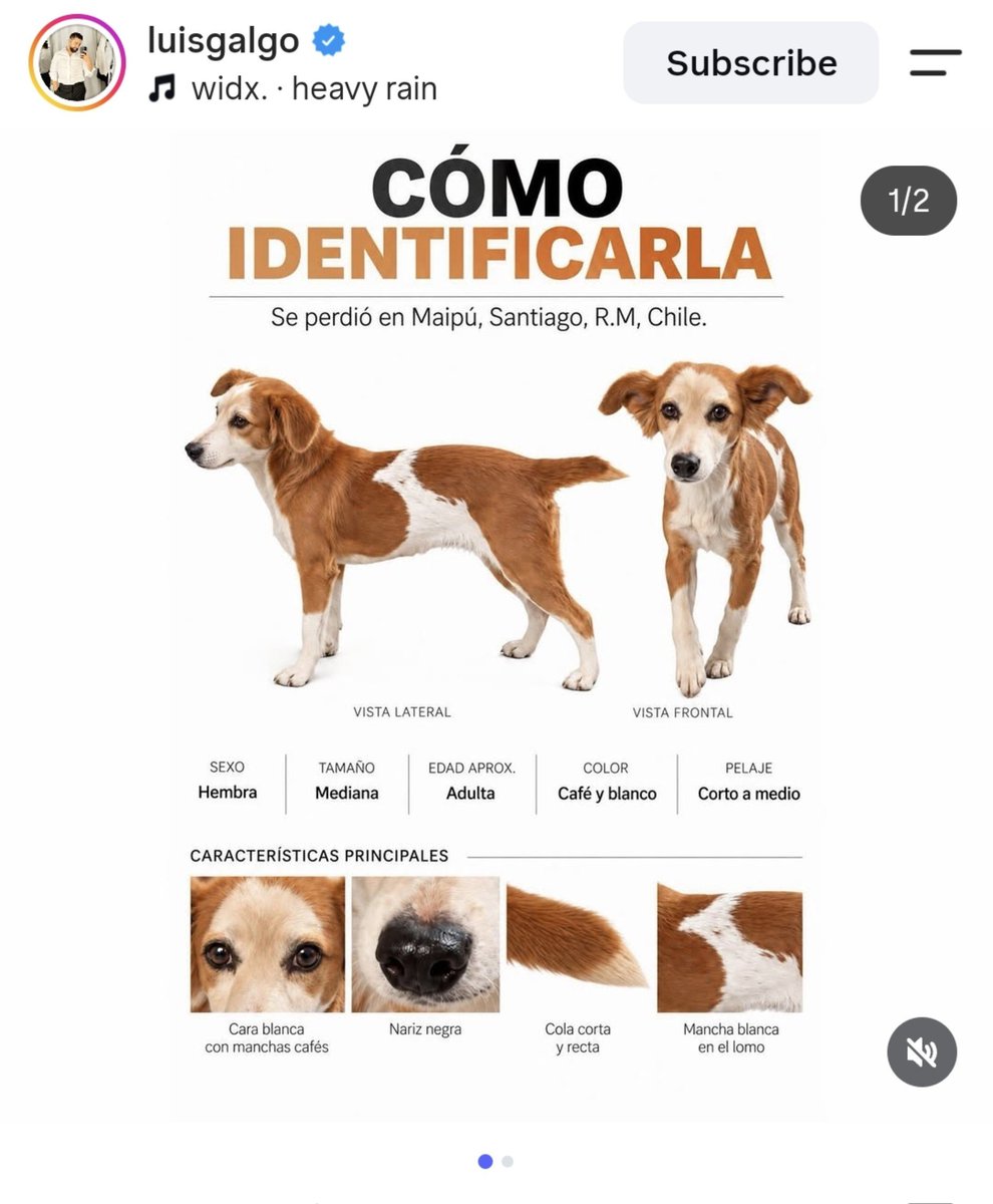 CloeLovelance's tweet photo. RT 🙏
CHIQUILLXS esta perrita fue rescatada y dejada en un hogar temporal pero a esta persona según ella "se le salió" y ahora esta en la calle perdida, está en la comuna de maipú 
Si pueden dar rt porfi y si la ven dar cualquier información se agradeceria muchísimo 
Se ofrece 💵 https://t.co/08igrGafY9