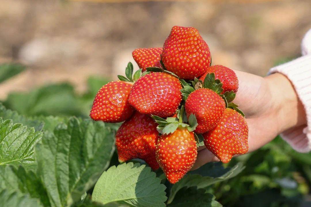 mochs325666's tweet photo. Just enjoyed the first sun-warmed strawberry of the season—juicy, sweet, and pure joy in every bite! https://t.co/GjbTh8lrWh