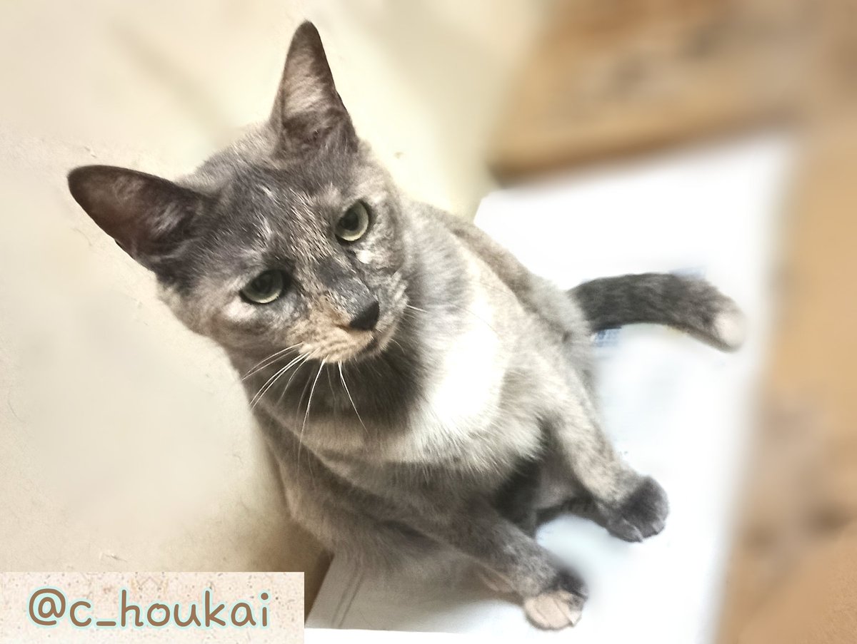 c_houkai's tweet photo. お世話になっております
いつも猫達を支えてくださり誠に有難う御座います。不躾なお願いで大変恐縮ですが、日々消費が激しい猫砂･フードを常時募集しております。申し訳御座いませんが
お力添えいただけますと幸いです
宜しくお願いいたします

https://t.co/MfqbvBlpTL https://t.co/wAwTRgVYgg