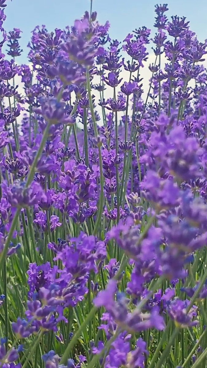 adric171503's tweet photo. Just finished folding the clean laundry, and wow, this crisp lavender scent is such a tiny daily win ， https://t.co/Z1aDJIrg2w