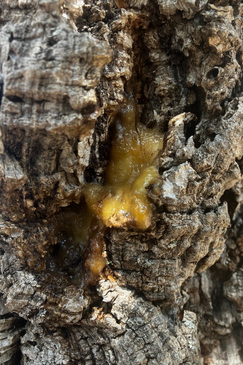 Patented Pasha Paste oozing from a crack on a tree