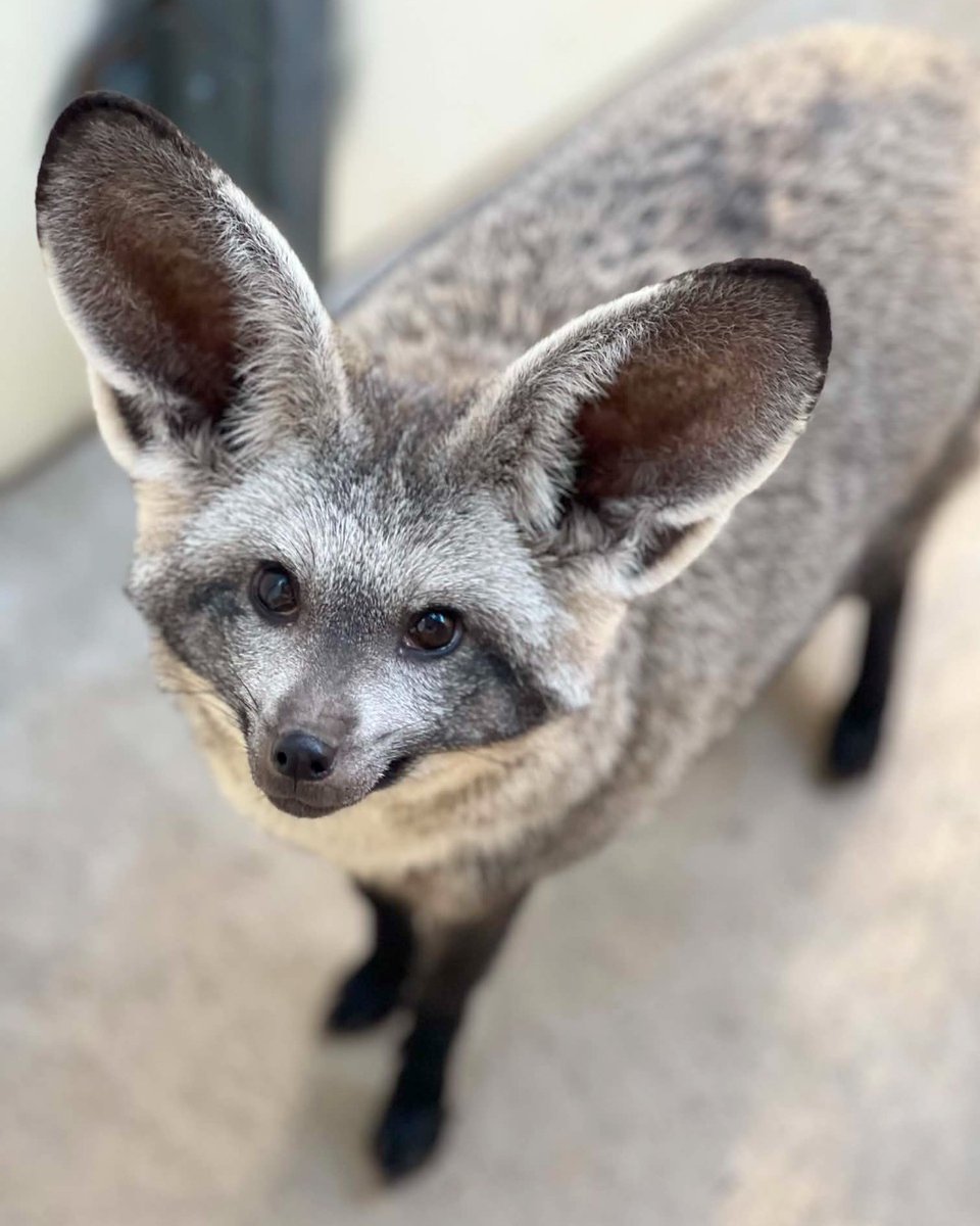 KansasCityZoo tweet picture