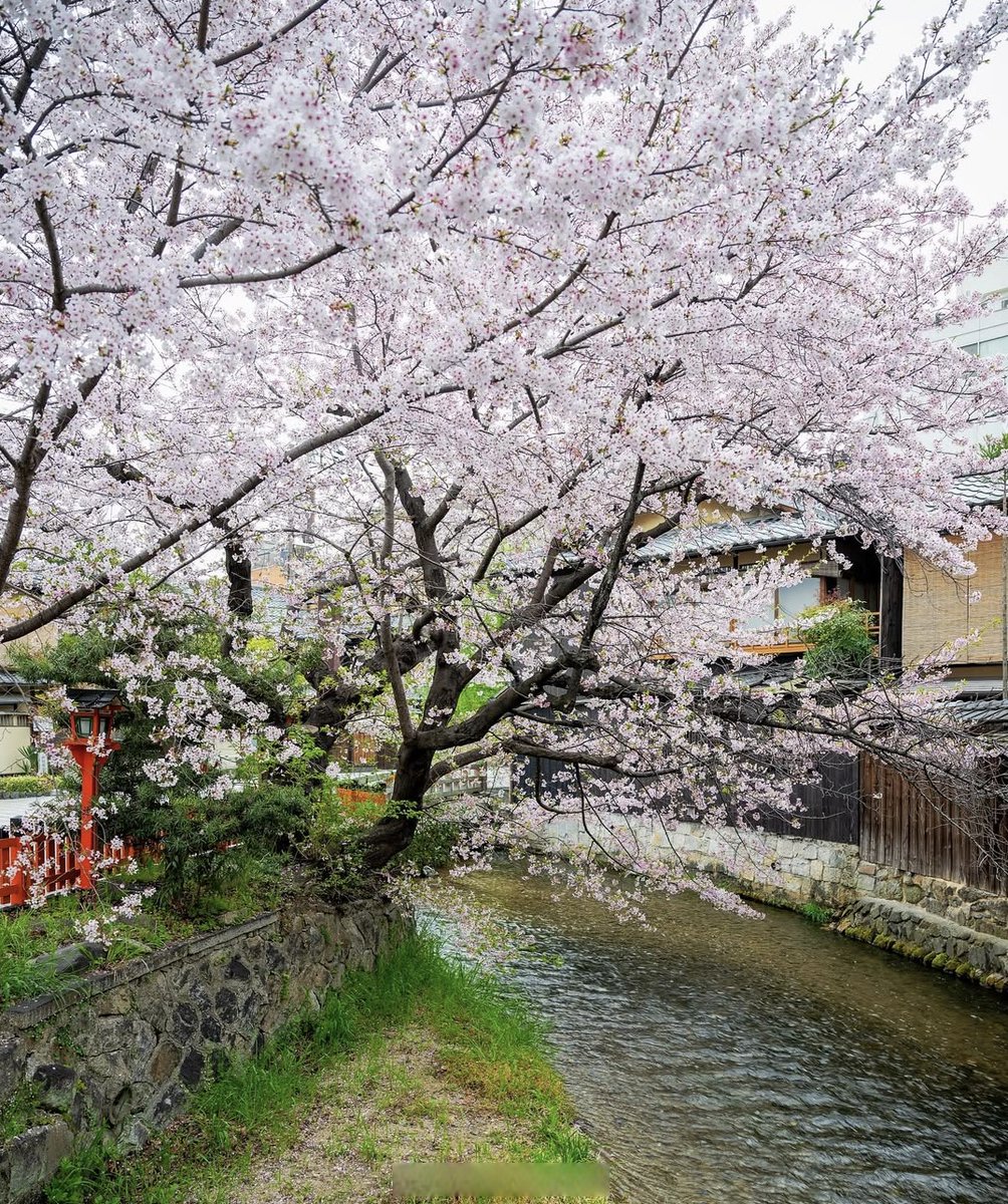 corax245884's tweet photo. Just spent the most magical afternoon wandering through the sun-dappled cherry blossom lanes in Kyoto — every pink petal felt like a little hug from spring. No plans, no rush, just pure, quiet joy. ， https://t.co/WfYPva0v8h