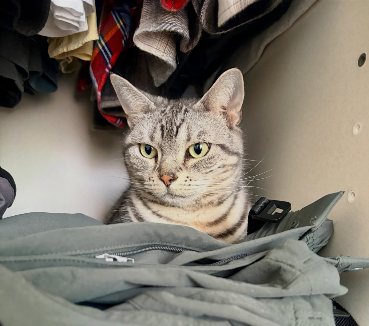 SimaNicholw1ps's tweet photo. You like my brother’s closet too, right! https://t.co/KvhUw8zxkr