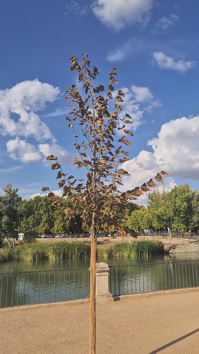 ccooayto's tweet photo. @AnadelaCuevaF @PatrimNacional Ya hay 4 secos no dejáis ir a nadie a la inauguración para evitar los abucheos y el Motín de Aranjuez no tenéis vergüenza @el_pais https://t.co/9KmwynGPo7