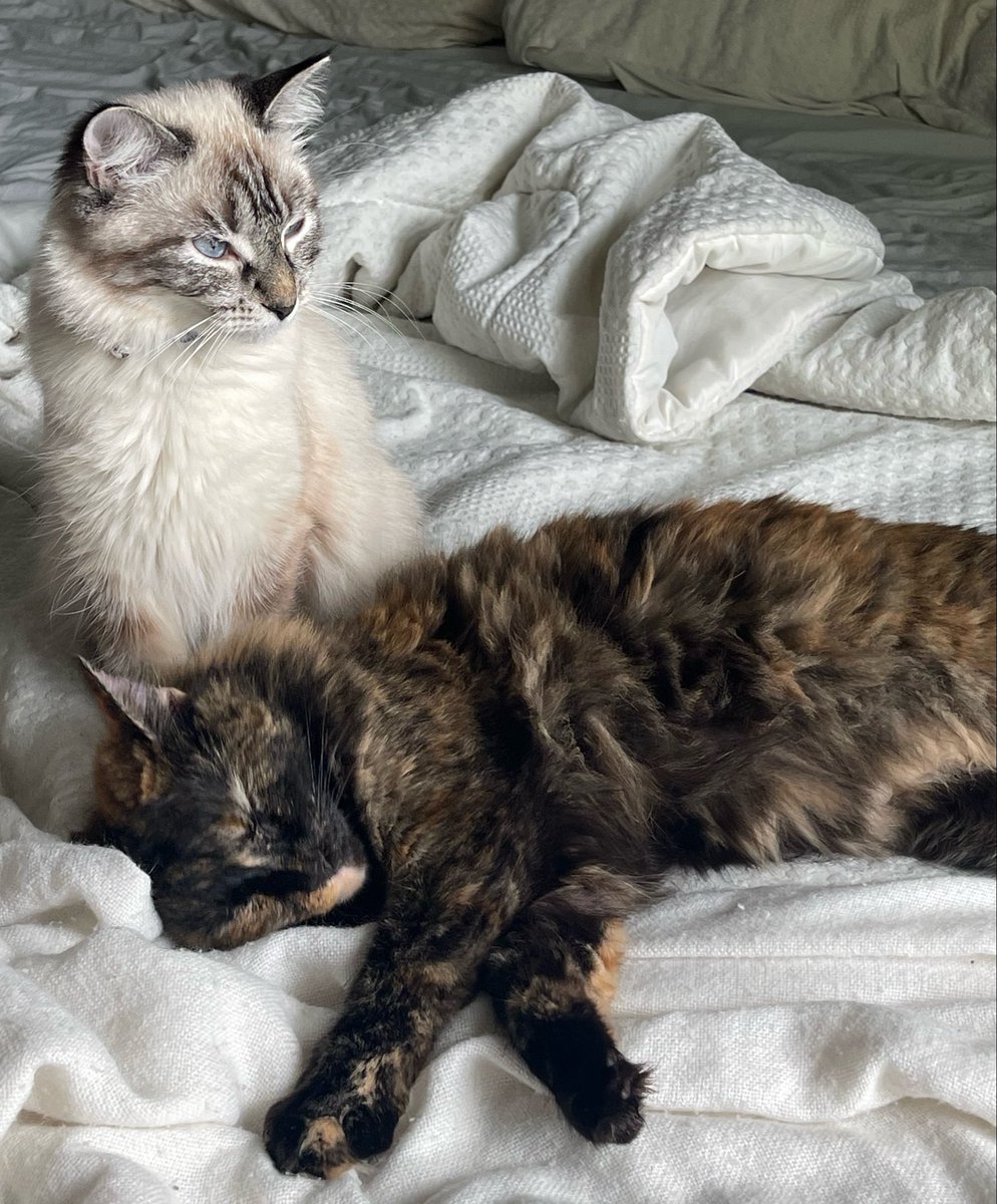 drownthewave's tweet photo. luv my cats sm https://t.co/D78PhIzdiy