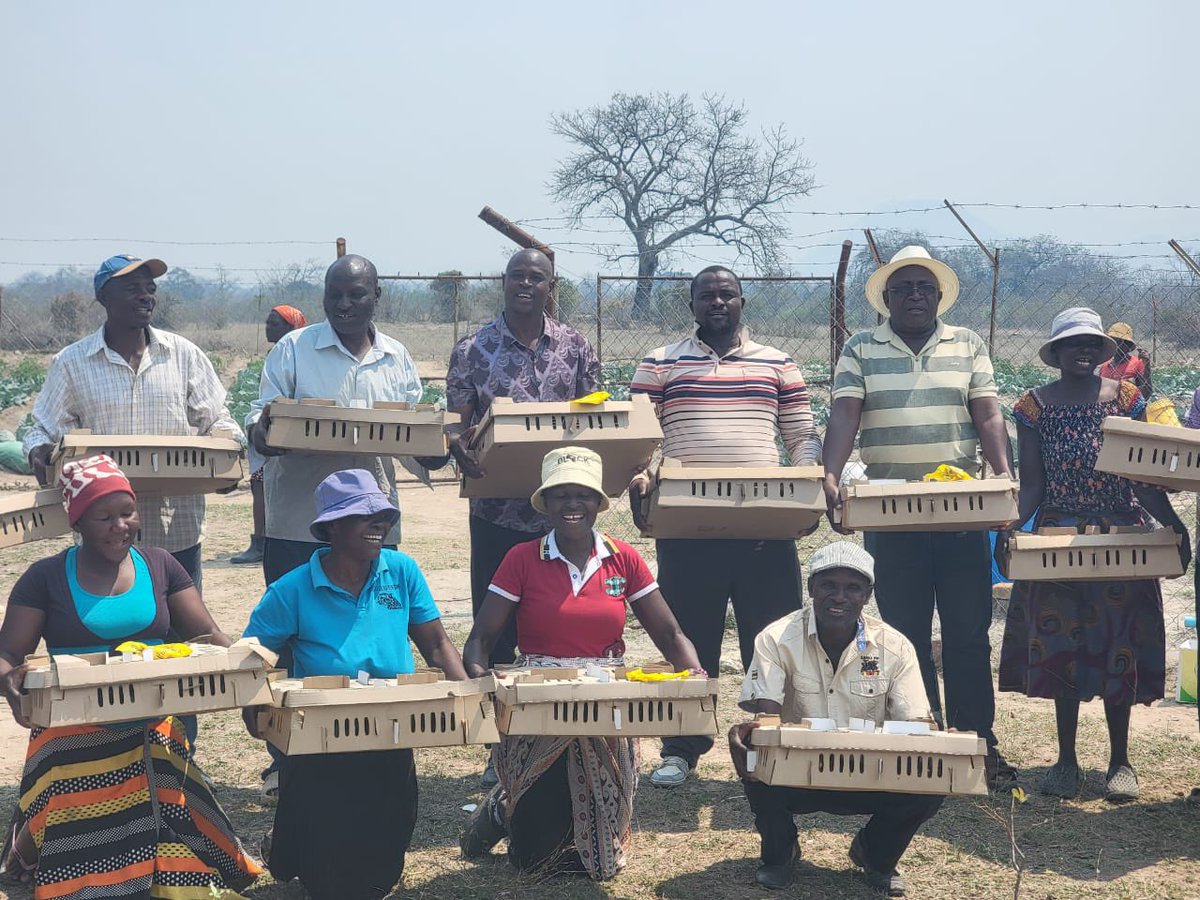 hon_wezhaz's tweet photo. Today I distributed +5,000 chicks with support from His Excellency, President Dr. @edmnangagwa in Chivi Ward 19’s Masvingise &amp; Takunda villages. 3 Village Business Units also benefited, creating opportunities for income, jobs, food security, and better nutrition
@ParliamentZim https://t.co/9wQwSp3onB