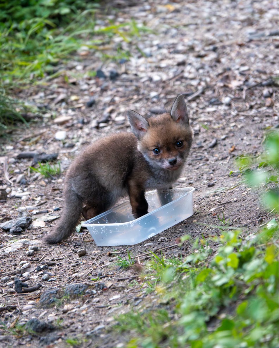 benoit_gallot's tweet photo. Fox in the box

Journée internationale du renard 

🌳🪦🦊

📍Cimetière du Père Lachaise https://t.co/2IUHKHTq4w