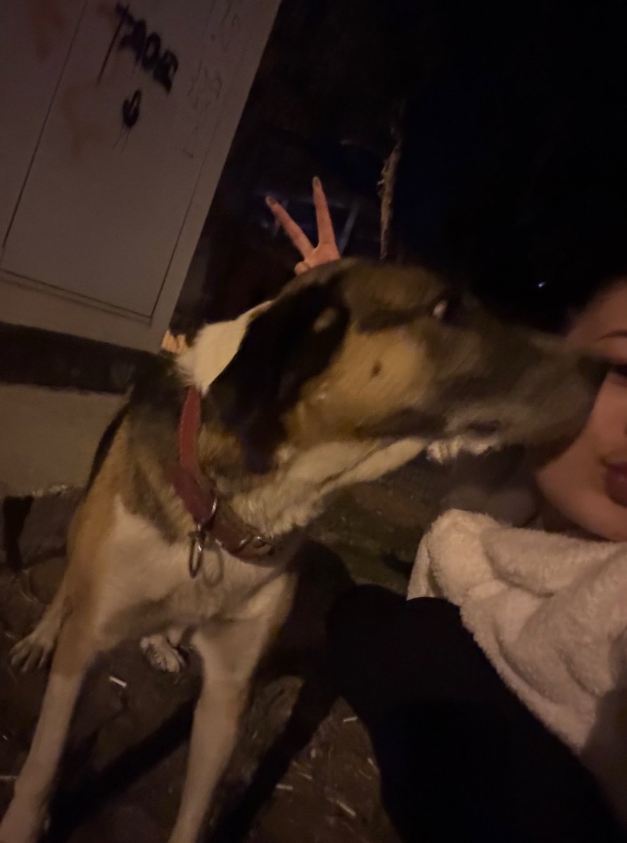 mugeaydarr's tweet photo. Yolunu kaybedenin kedi köpek olurmuş sırdaşı https://t.co/IZhzPZYwPv