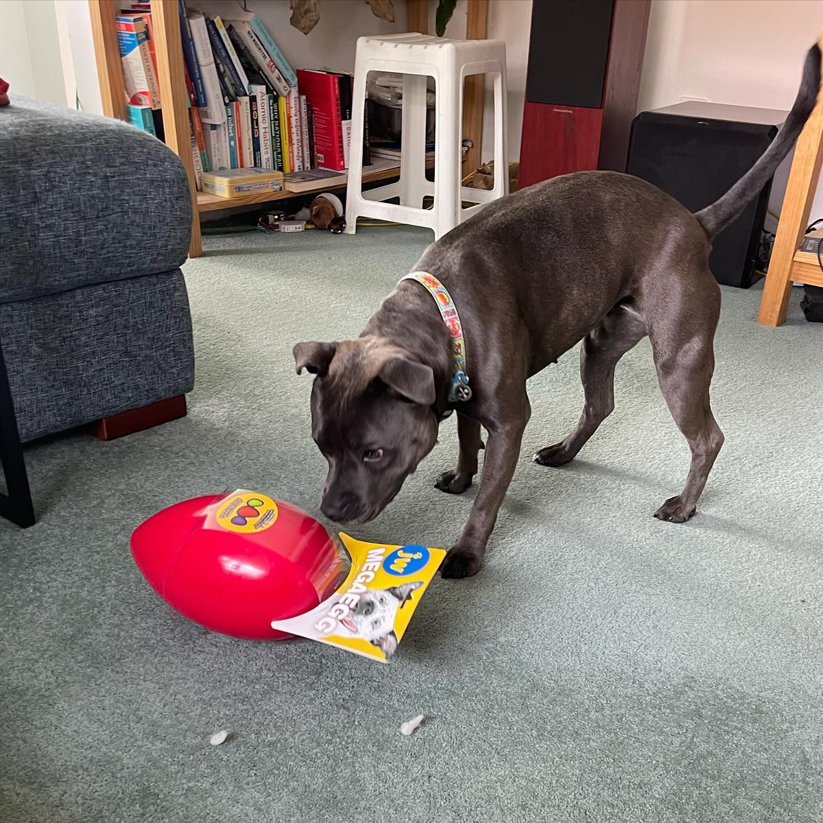 ErleneTrefbk's tweet photo. Merry Christmas, friends! Wishing you a joyful day with your families. Santa brought me this big egg, and I love chasing it! https://t.co/ZgWIgzjQvn