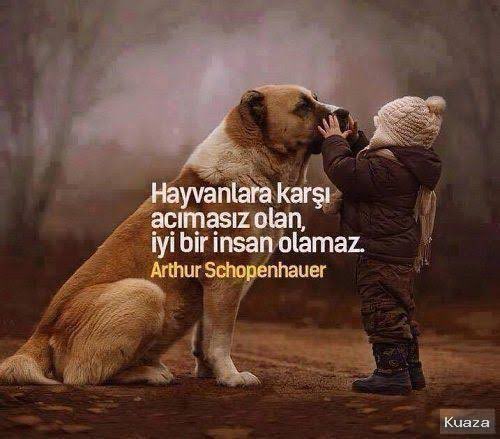 sevgibrly's tweet photo. Doğanın sahibi değiliz bir parçasıyız. Sağduyu sahibi insanlarımız nerede? O kanlı yasaya evet denildiği zaman çok mücadele ettik. Artık yeter duyun sesimizi!

#CanlarınHesabıSorulsun https://t.co/YinGaQIPF2