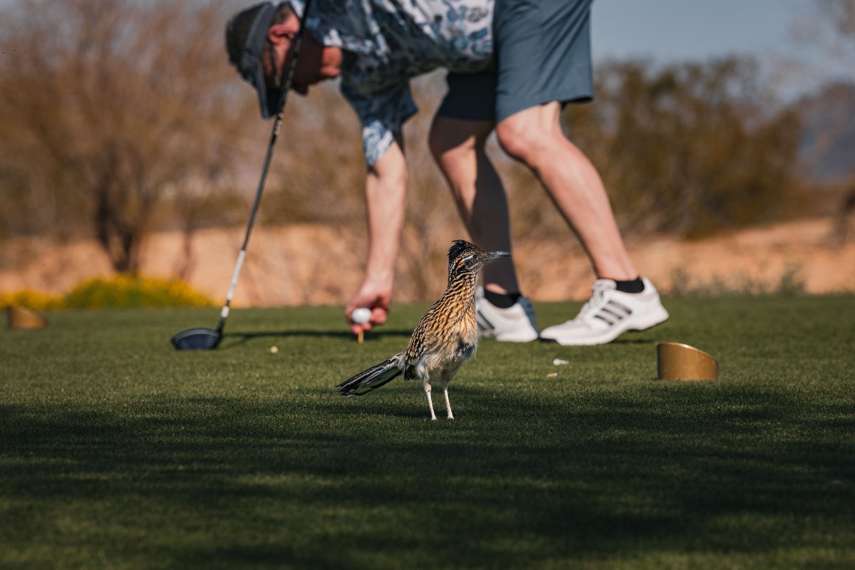 ribbonsydney57's tweet photo. Some evenings I care about mechanics; others I just want sunlight, a long walk, and easy conversation with whoever joins me. That flexibility is why this hobby keeps fitting my life. #GolfLeisureTime #FairwayConversation https://t.co/52Q0jhMeAp