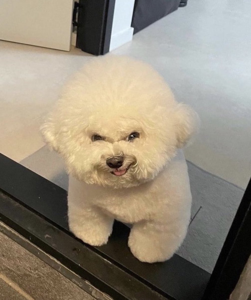 hakanbutsadd's tweet photo. Sinsi tatlı köpeği görmezden gelenlere 44 yıl kötü şans. https://t.co/03BH8QFKiS