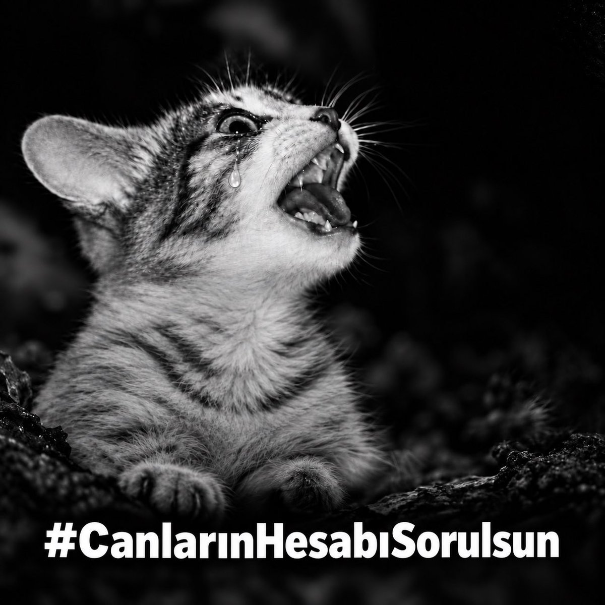 aysun_aysun1905's tweet photo. Küçücük bir can katledildi. Bunu yapan hâlâ bulunmadı. Bu vahşetin unutulmasına, cezasız kalmasına razı değiliz. Fail bulunsun, adalet yerini bulsun!

#CanlarınHesabıSorulsun https://t.co/aolfQUoY0n