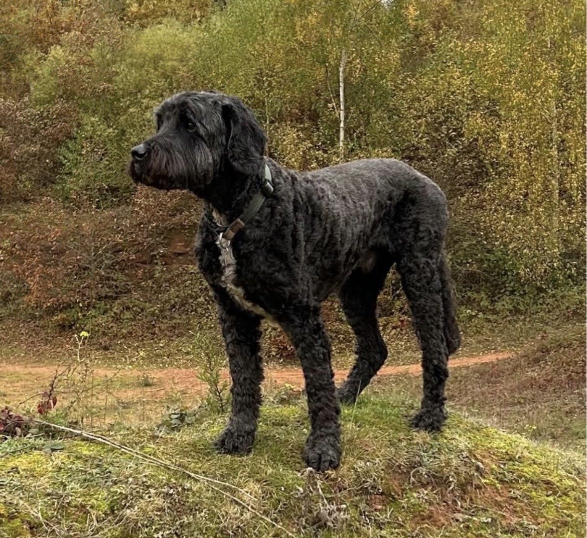 millypod1's tweet photo. SCAMP HOME SAFE. THANKS FOR RT's ๐๐๐พ
๐16 SEPT 2026 #Lost Scamp #ScanMe
ELDERLY Poodle: Standard Male
Cornfield #Pollington #DN14 #Goole
East Riding of Yorkshire
He got lost on a walk in some farmers cornfields, heโs old and quite deaf and a bit blind
https://t.co/JZhiw1CBUC https://t.co/PahqjLE4k8