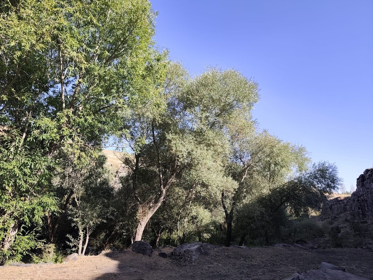 xwebunn__'s tweet photo. 🌿 https://t.co/x2Ee1buhkA