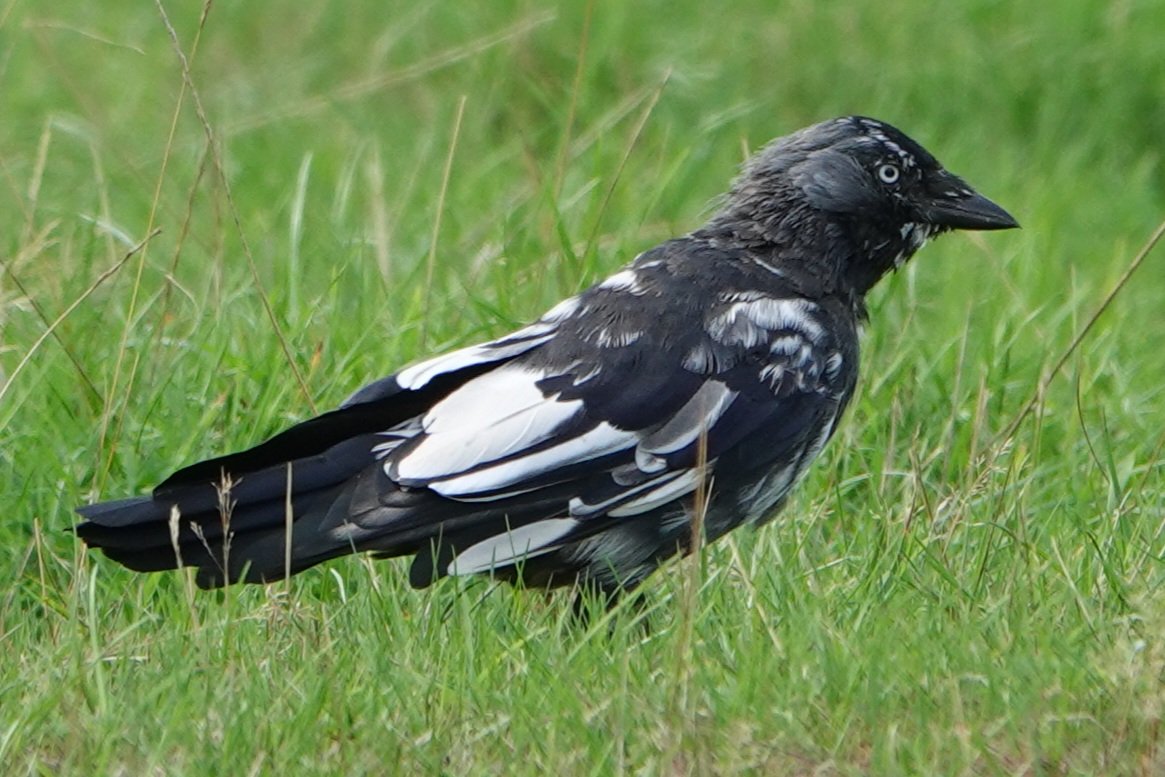 AdeysAlthorp's tweet photo. Althorp's resident Leucistic jackdaw today.
Conservation@althorp.com
#Spencerestates https://t.co/kSTOZx94jt