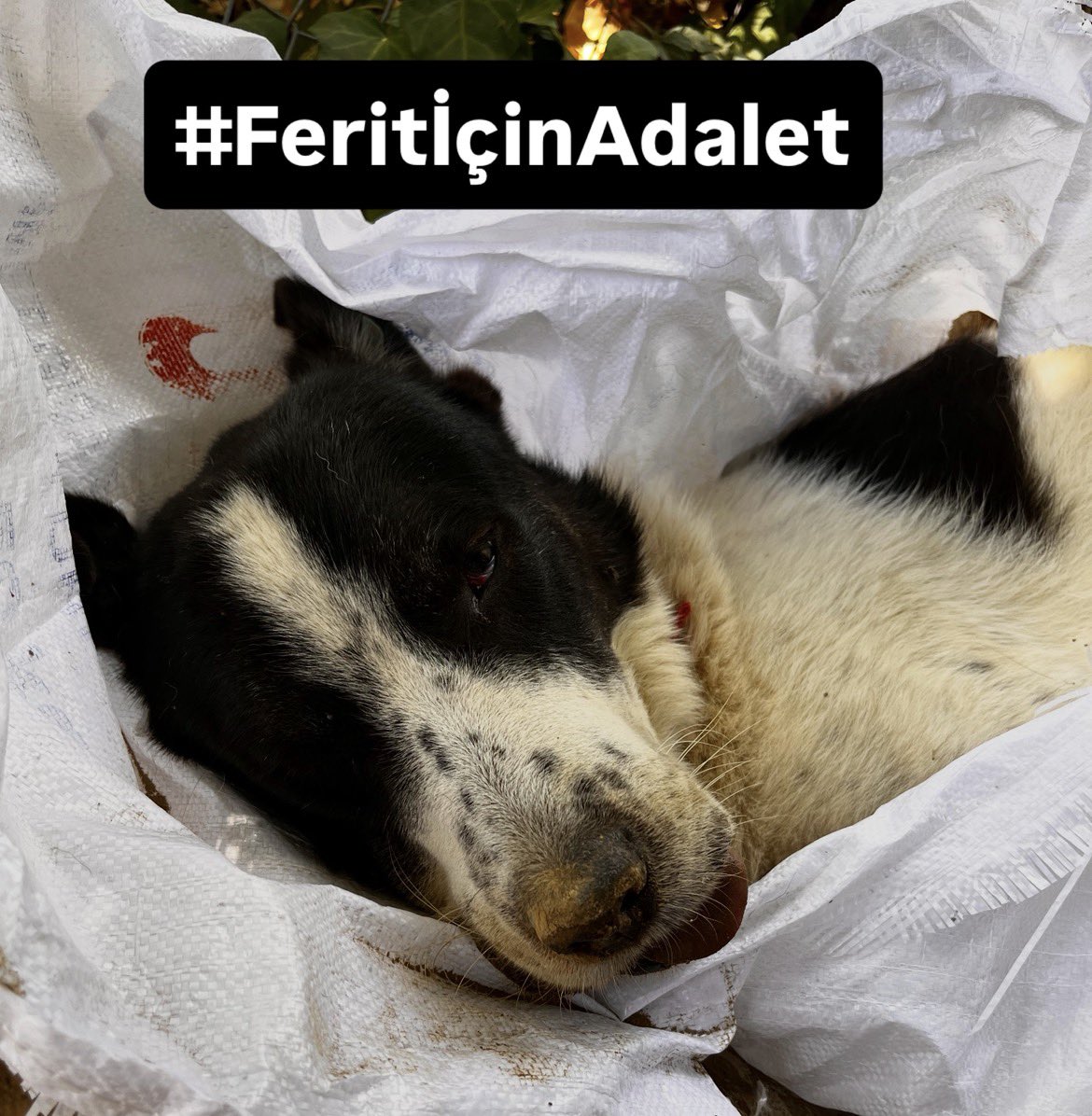 TenzilePars's tweet photo. Ferit, 7527 sayılı yasanın kurbanı oldu.O usülsüz toplamalar sebebi ile katledildi. 
Hesabı sorulacak mı? 

#CanlarınHesabıSorulsun 
#FeritİçinAdalet https://t.co/DiJPpEY310