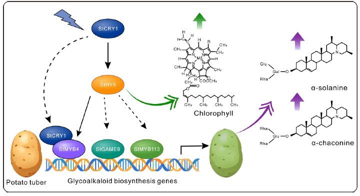ThePlantCell's tweet photo. Bifurcation of StCRY1–StHY5 axis orchestrates blue light–enhanced glycoalkaloid and chlorophyll accumulation in potato tubers (Jun Qin , Shenglin Jing , Shengxuan Liu , et al) https://t.co/QMvNp13kIV @ASPB #PlantSci https://t.co/zInNTBtHIQ