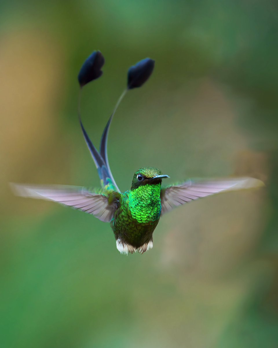culthummingbird's tweet photo. https://t.co/6e50zGWylz
