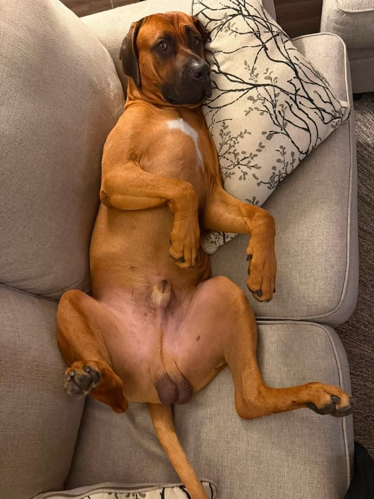 knottymaryvxm's tweet photo. DM for my explicit doggo 🐶🐾 content, let's have some fun guys 🐶 
Telegram:t:https://t.co/ZBbOjM3ivz
#zoophilia #bestiality #doglover #dogknotting #dogsex #knotty #dog #puppy #dogwhore #dogwoman #transgender #LGBTQ #dogwhore #artofzoofirsttime #Oscars #taboo https://t.co/vueaanxCvD