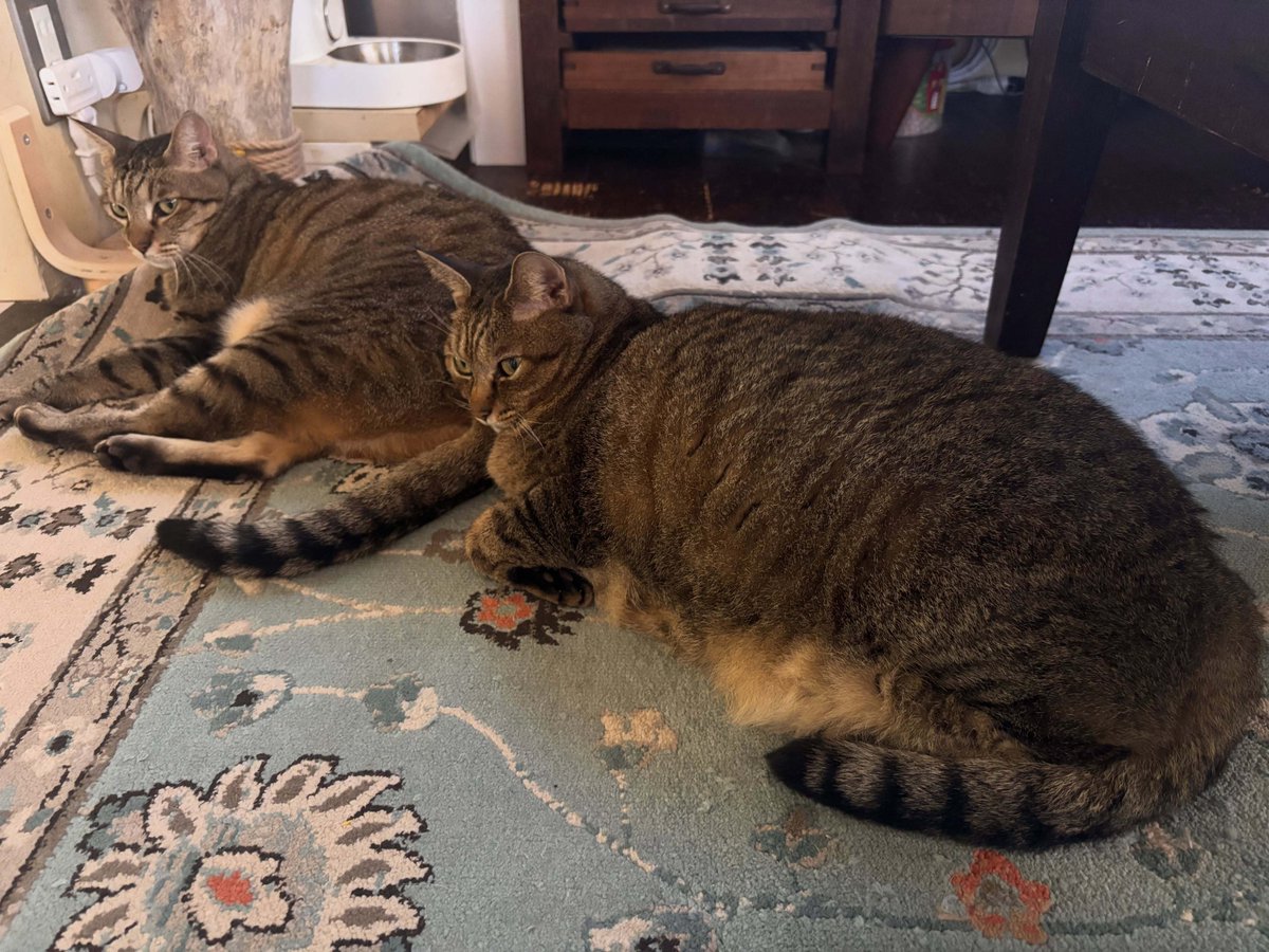 hotelcava's tweet photo. 猫社員の日常🐱

猫社員1号と2号
本日は仲良くひっついて
お昼寝してました💤

カメラを向けると
勤務中に寝てませんよ
と言わんばかりに目をあけるも
どう見ても寝起きです

最近、話題のショートスリーパーには
絶対になれない猫社員達です😹

#猫社員
#猫のいる暮らし 
#ショートスリーパー
#お昼… https://t.co/EKtKy2NUkD