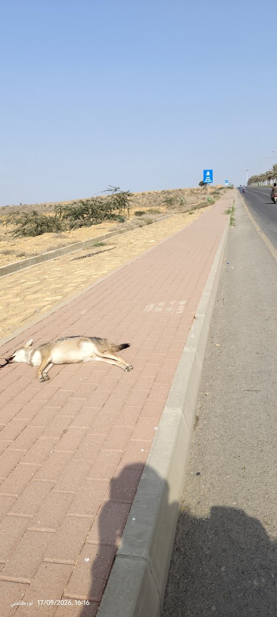 BalochHafeez201's tweet photo. This is not merely an accident. It is a killing the killing of an ecological system. On 17 Sept 2026, 4:16 PM, a jackal was found dead beside a road in BTK, in the Lallu Pir Valley, beneath Panahwaro Jabal.
This was once its habitat, refuge and natural passage...1/4
#SaveKirthar https://t.co/2K06AaTjJ4