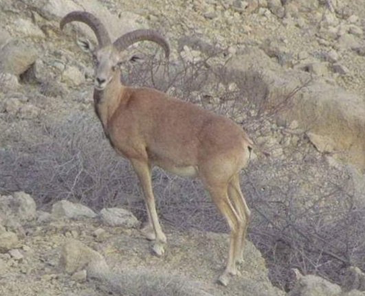 BalochHafeez201's tweet photo. @UN @UNEP @WWF @WWFPak @xadeejourno @BhuttoZulfikar @sindhicongress @Sayed_ZainShah @WildlifeComms Mountains are cut, valleys transformed into housing schemes, and wildlife corridors fragmented by roads and construction.
When wildlife loses its habitat, roadkill is not an isolated incident, it is a symptom of habitat destruction...2/4
#SaveKohistan
#SaveKarachi
#SaveSindh https://t.co/Mca6VOXzcB
