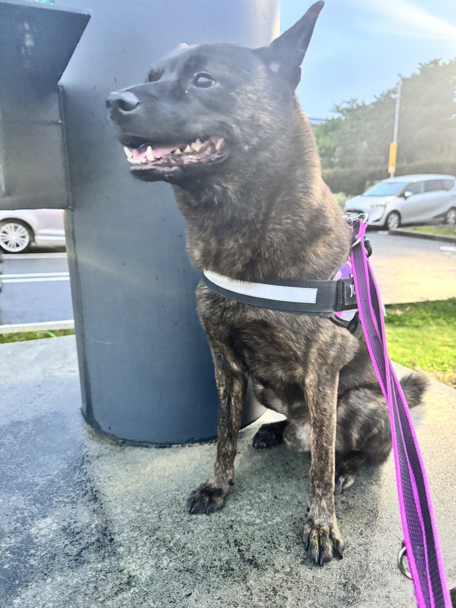 neko_kedamacare's tweet photo. お見合いを4回も経験するも、今まで一度もトライアルにならなかったうちの愛犬は、お見合い当日、あまりにもヤンチャ過ぎてわたし以外の家族はみんな反対した。
今ではみんなに甘やかされて甘えん坊な男に育ってます。こんなに甘えん坊な子が、よく5年も施設にいたよね。待っててくれてありがとう。 https://t.co/ReNvYZ4Kl7